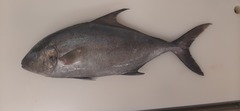 Seriola rivoliana