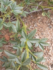 Cleome foliosa lutea