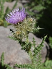 Cirsium eatonii