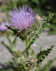 Cirsium eatonii