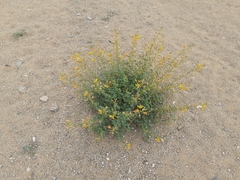 Cleome foliosa lutea