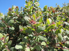 Arctostaphylos morroensis