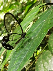 Pseudohaetera hypaesia