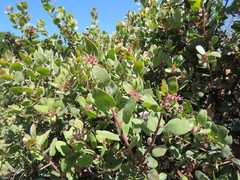 Arctostaphylos morroensis