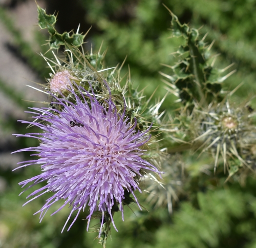 Image of Cirsium eatonii by (c) Gail A Baker, some rights reserved (CC BY)