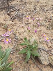 Senecio arenarius