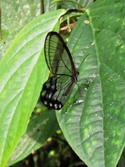 Pseudohaetera hypaesia