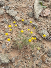 Foveolina dichotoma
