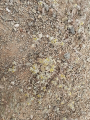 Helichrysum leontonyx