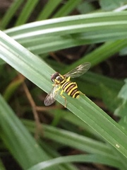 Xanthogramma flavipes