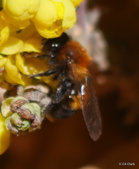 Andrena