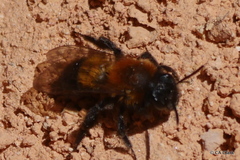 Andrena