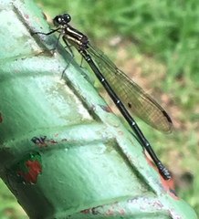 Argia translata