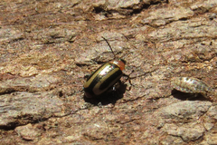 Disonycha argentinensis