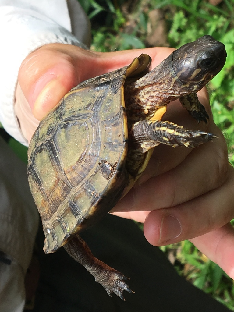 Brown Land Turtle in July 2017 by Liam O'Brien · iNaturalist