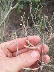 Indigofera nudicaulis