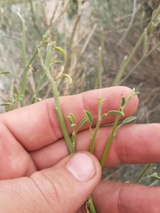 Indigofera nudicaulis
