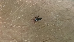 Aedes albopictus