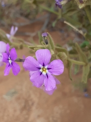 Jamesbrittenia fruticosa