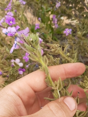 Jamesbrittenia fruticosa