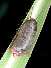 Nyctiborinae