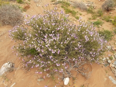 Jamesbrittenia fruticosa