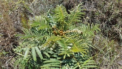 Mimosa claussenii