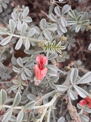 Indigofera adenocarpa