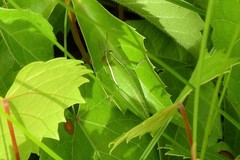 Aptenopedes sphenarioides