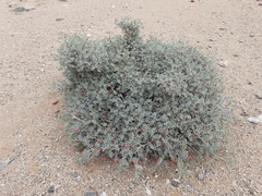 Indigofera adenocarpa