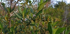 Trembleya parviflora