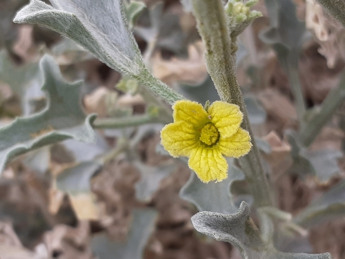 Image of Cucumis rigidus by (c) Brian du Preez, some rights reserved (CC BY-SA)