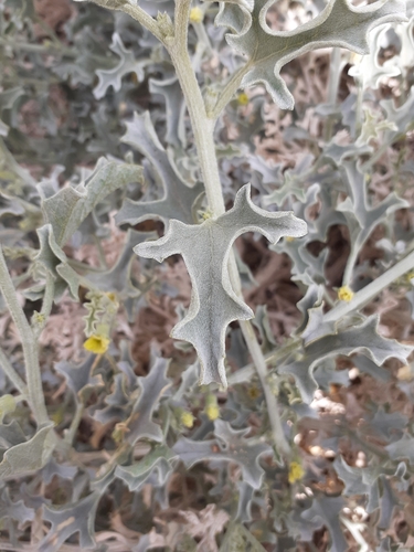Image of Cucumis rigidus by (c) Brian du Preez, some rights reserved (CC BY-SA)