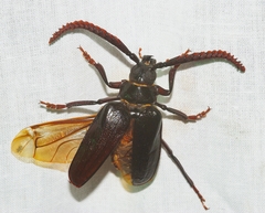 Prionus imbricornis