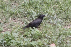 Sturnus unicolor