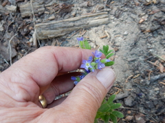 Polemonium californicum