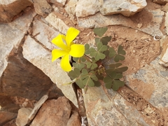 Oxalis copiosa