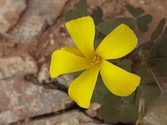 Oxalis copiosa