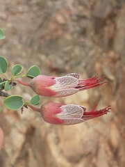 Adenolobus garipensis
