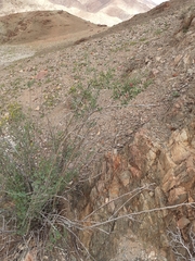 Adenolobus garipensis