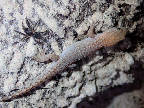 Maranhao Naked-toed Gecko