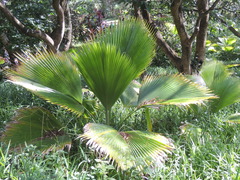 Pritchardia