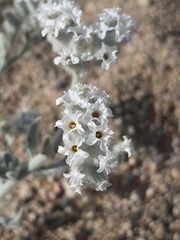 Heliotropium tubulosum