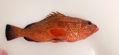 Epinephelus guttatus