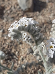 Heliotropium tubulosum