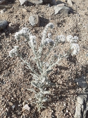 Heliotropium tubulosum
