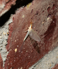 Anthopotamus neglectus