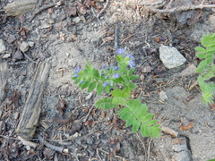 Polemonium californicum