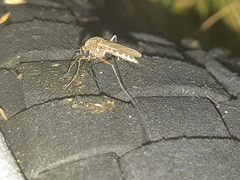 Aedes japonicus