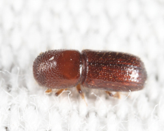 Xyleborus